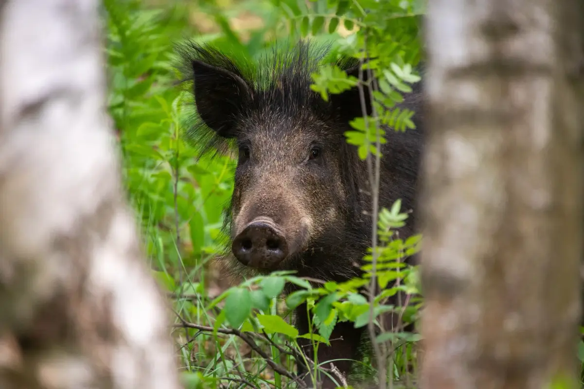 Francia Pasan la noche en un árbol para escapar de un jabalí_Cuba Impacto