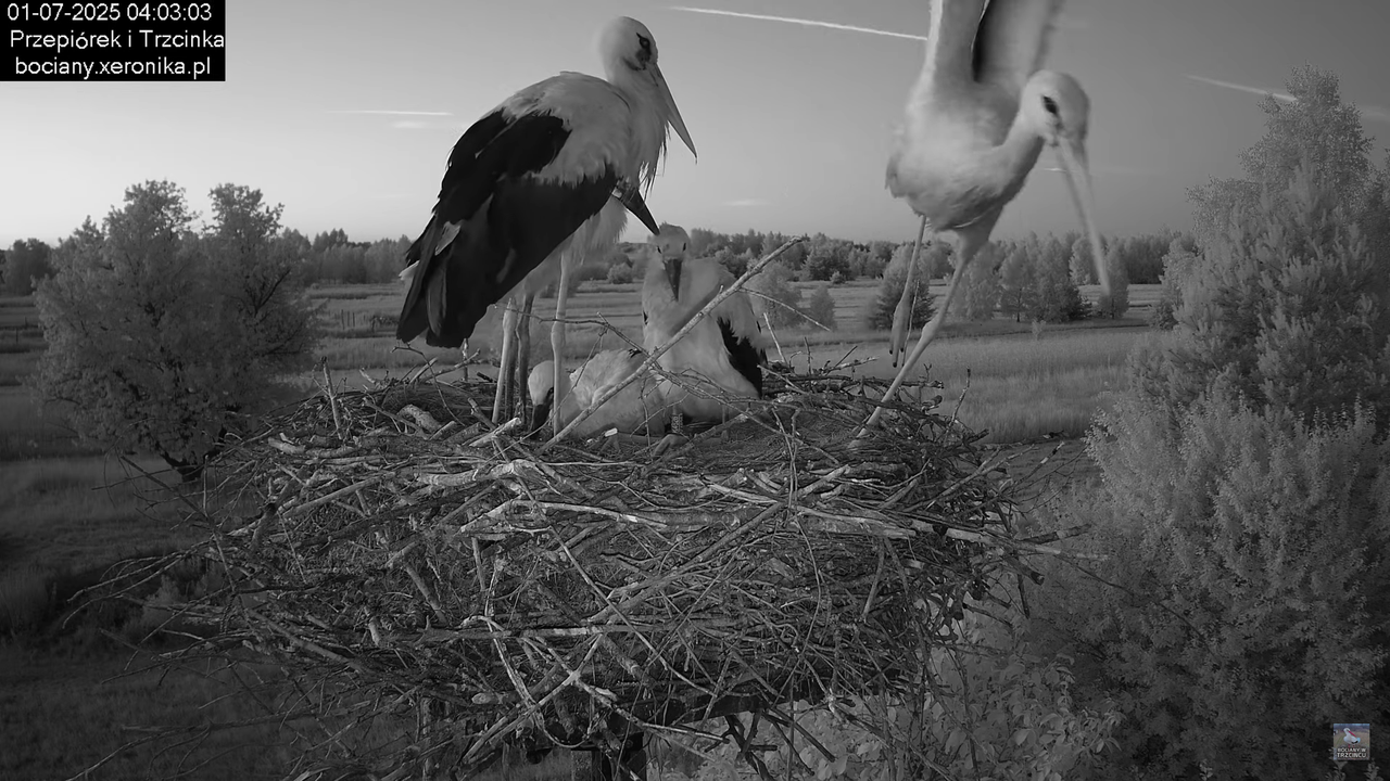 01072025bociany1