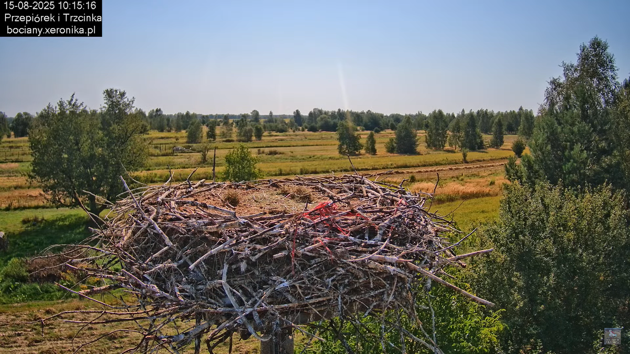 15082025bociany16