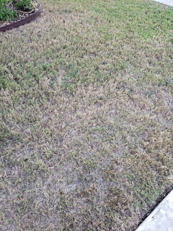 Scorched grass from hell, is this Bermuda? | Lawn Care Forum