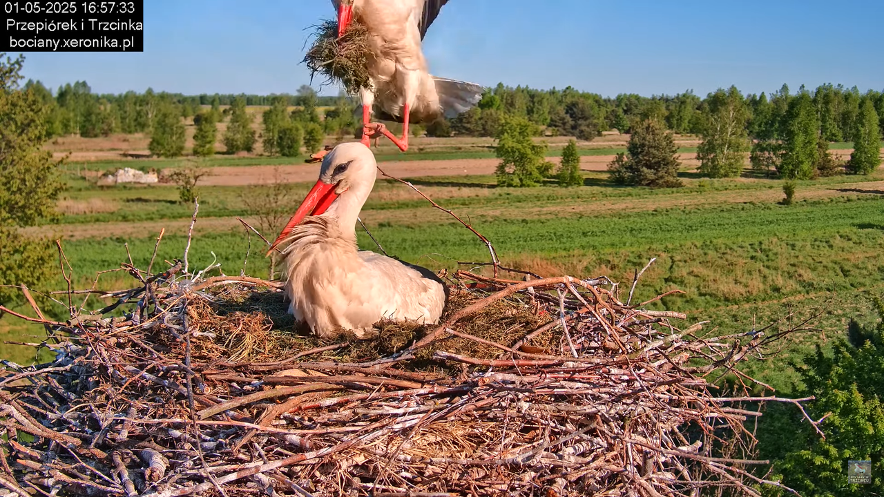 01052025bociany14