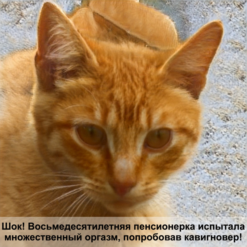 сибирская кошка пепельного окраса