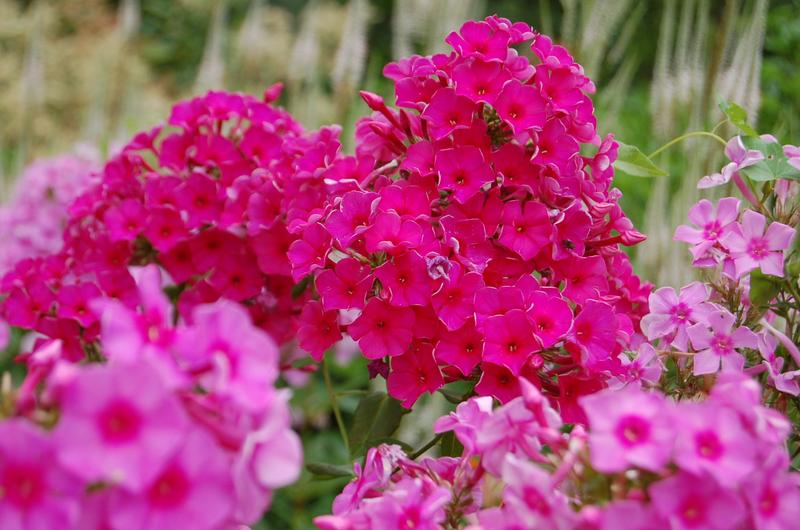 Sämling Dorffreude (1)