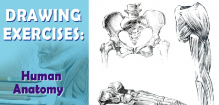 3 exercises that will help you to draw human anatomy