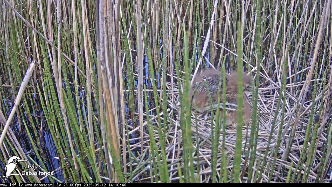 LDF Lielais dumpis (Botaurus stellaris) Zemītes pagastā 12-59-26 screenshot
