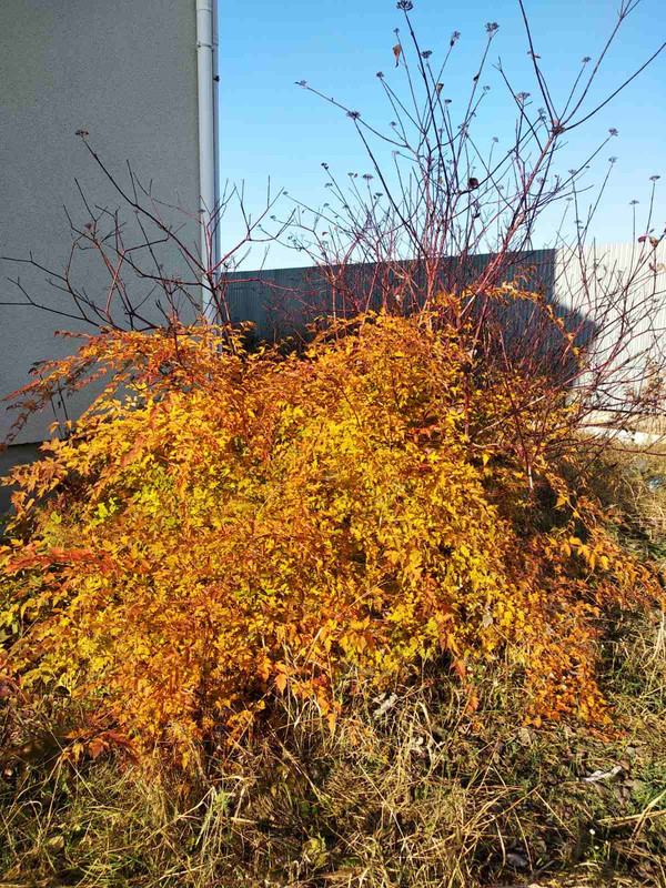 Стефанандра надрезаннолистная КРИСПА