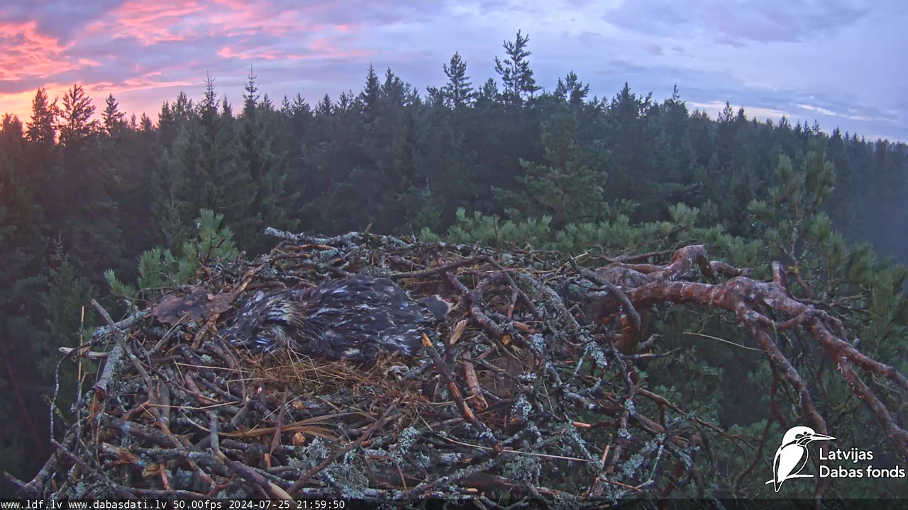 Zivju ērglis (Pandion haliaetus) Kurzemē - LDF tiešraide 17-11-50 screenshot
