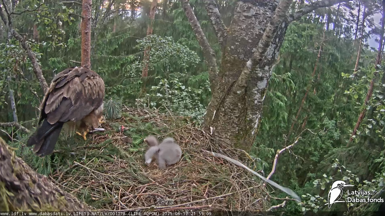 Mazais ērglis (Clanga pomarina), ligzda bērzā 15-2-25 screenshot