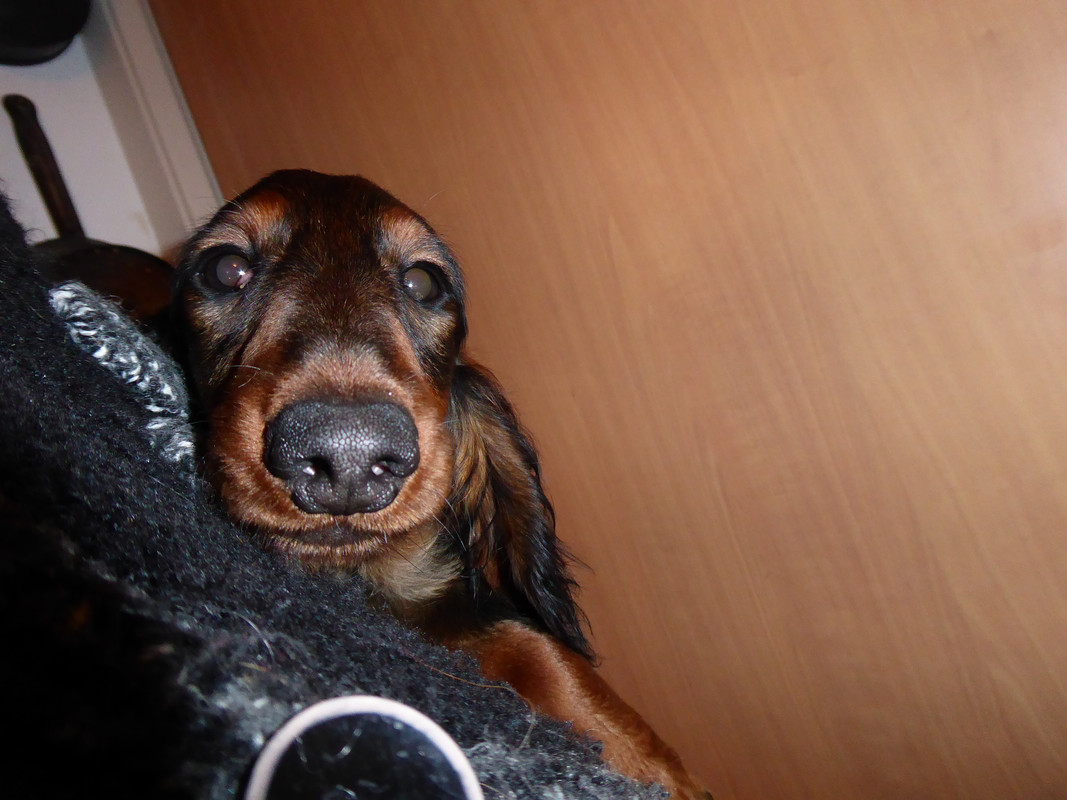 [Image: P1040645.jpg]