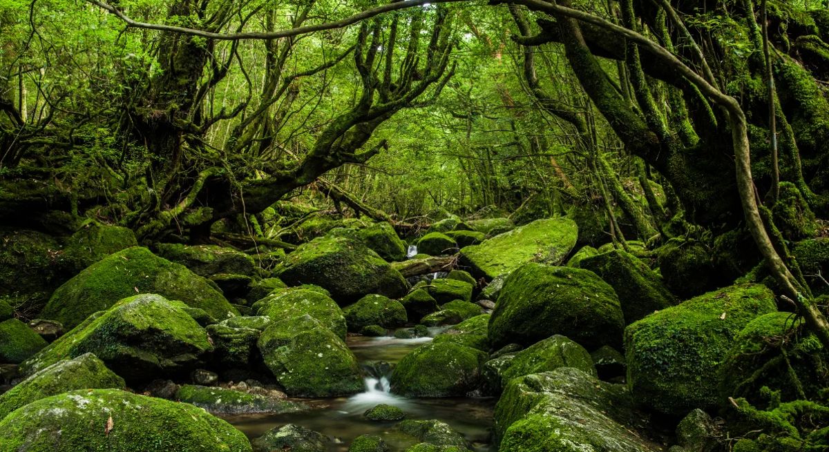 foreste piu antiche del mondo