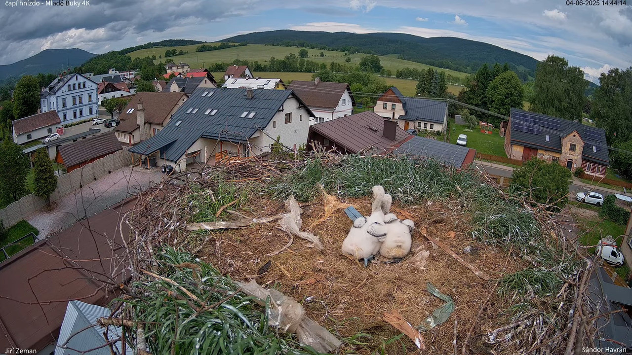 Živá kamera - Mladé Buky - čapí hnízdo 4K 9-1-34 screenshot