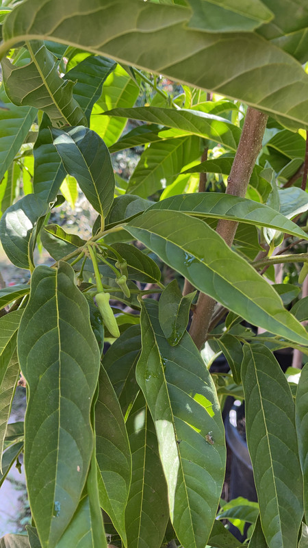 0C966BB5-A4A6-4DAF-A484-8A80519E4964