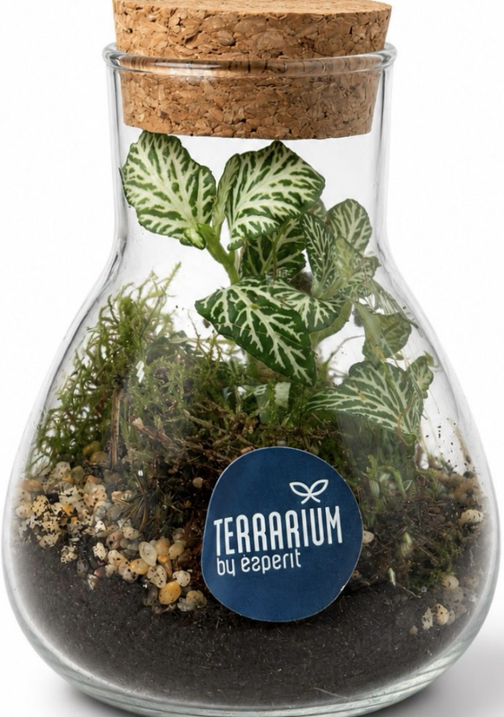 Terrarium
