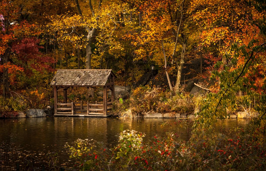 brown-river-forest.jpg