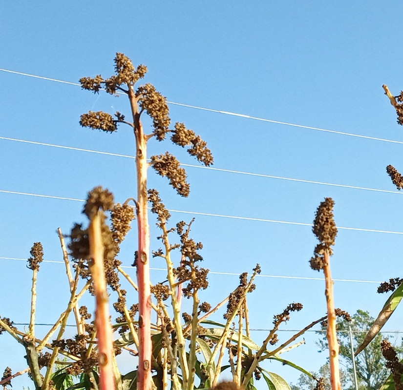 IMG_20250215_083238574~2