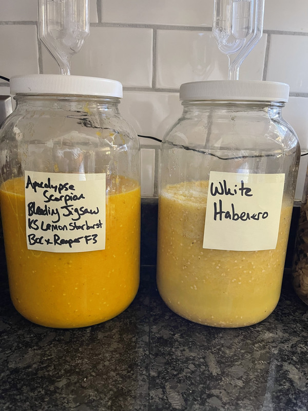 Pepper Fermentation Jar