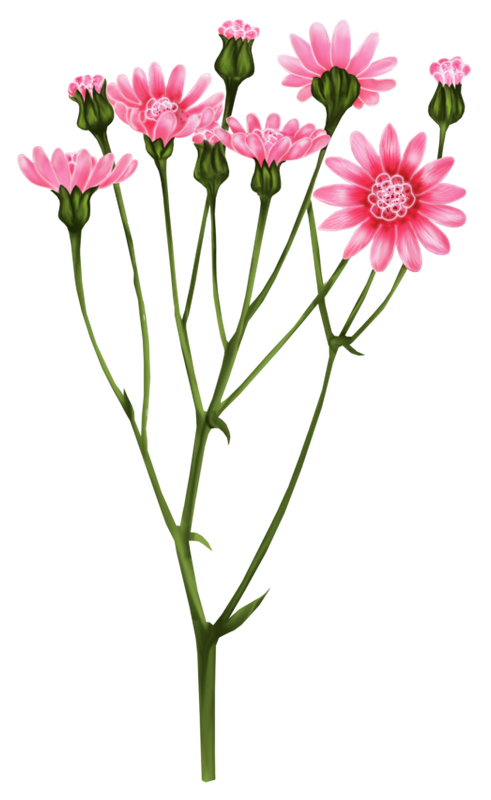 BIBI-PINK ANGEL ELEMS (100)