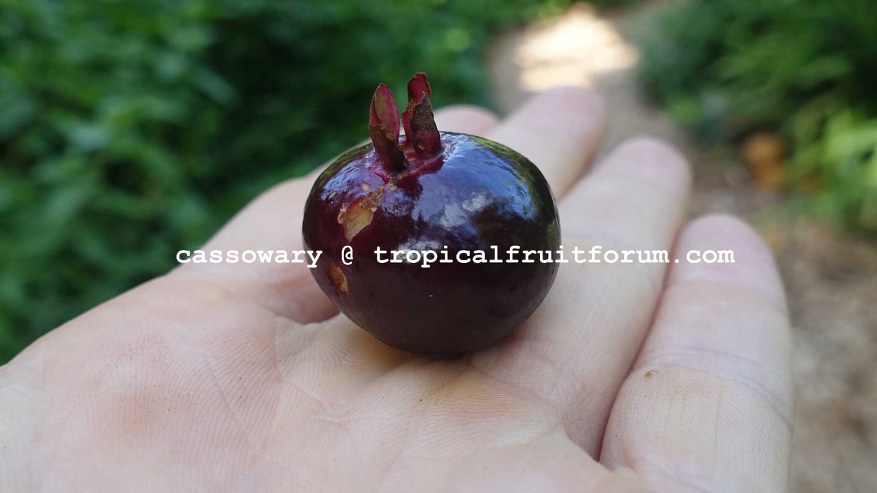 purple grumichama cassowary