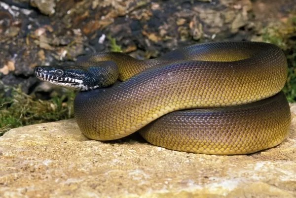 [صورة: the-most-beautiful-snakes-in-the-world-9...71320.webp]