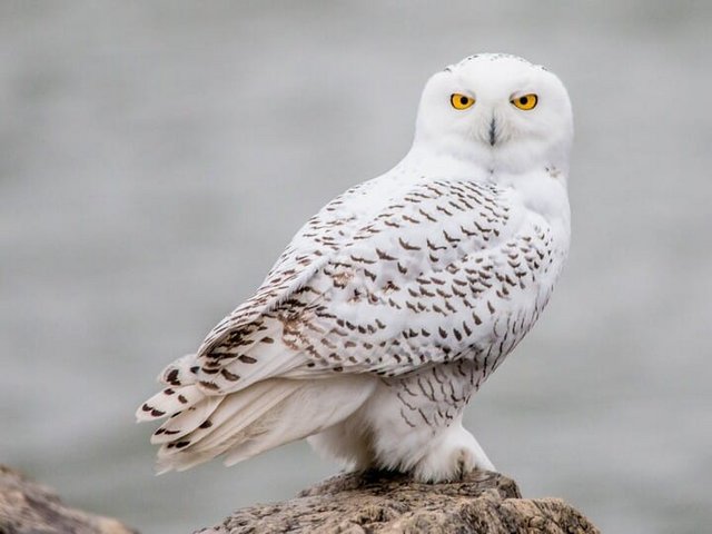 Snowy-Owl6501-720px.jpg