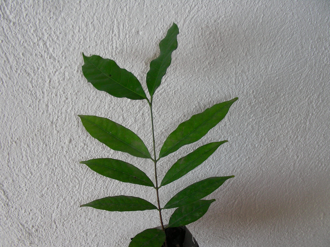 Saba comorensis  