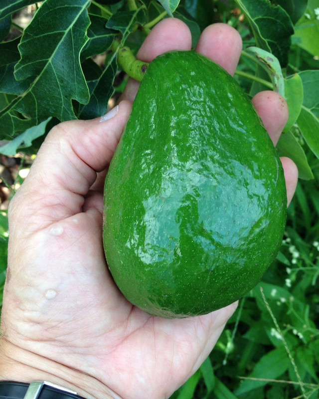 Holiday Avocado June 19, 2014