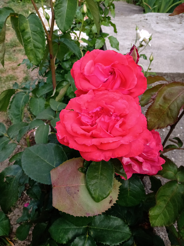 IMG_20230610_151947956