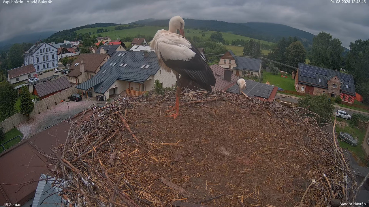 Tiešraides kamera — Mladé Buky — stārķa ligzda 4K 9-37-49 screenshot