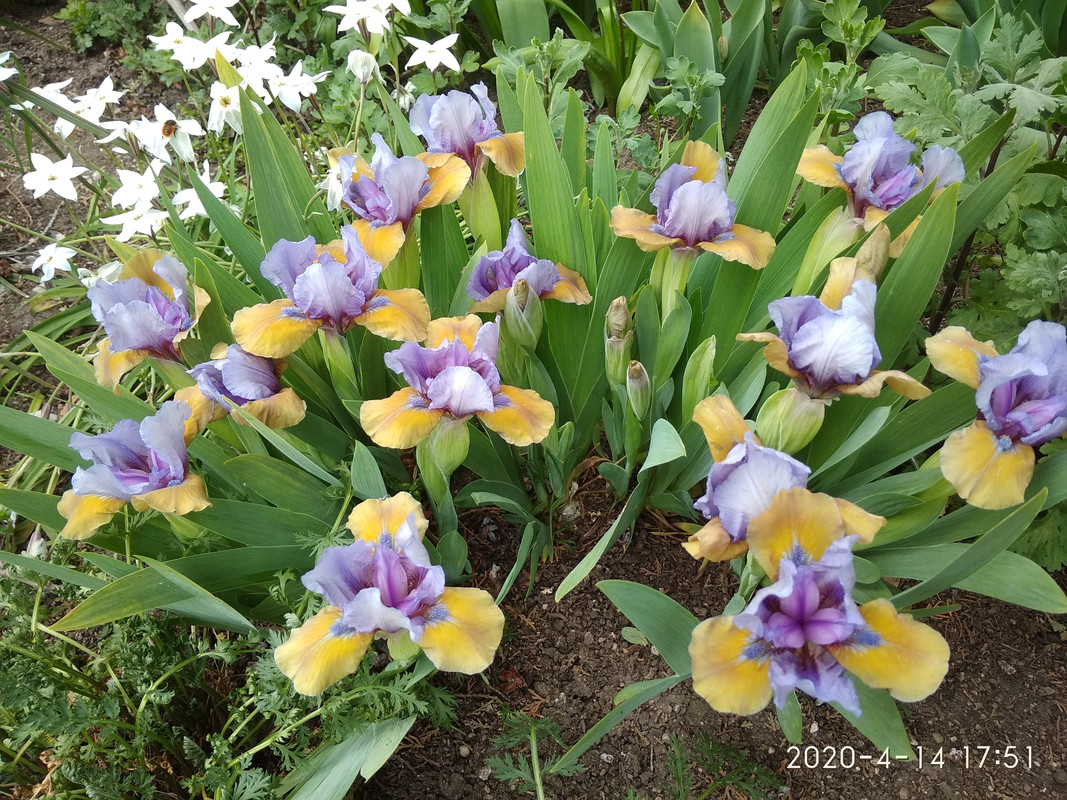 IMG_20200414_175118