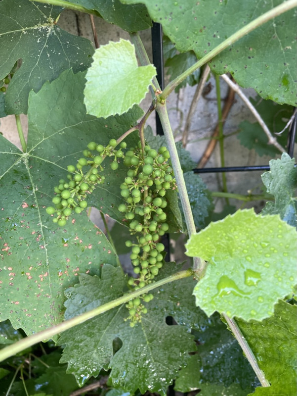 7B3EEDCD-783C-49B3-8910-564A9E0A83F3_1_105_c