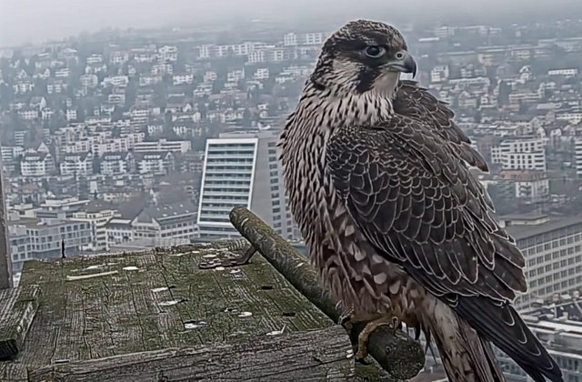 Diverse slechtvalkencams - Pagina 8 Przechwytywanie-w-trybie-pe-noekranowym-05-12-2020-145740
