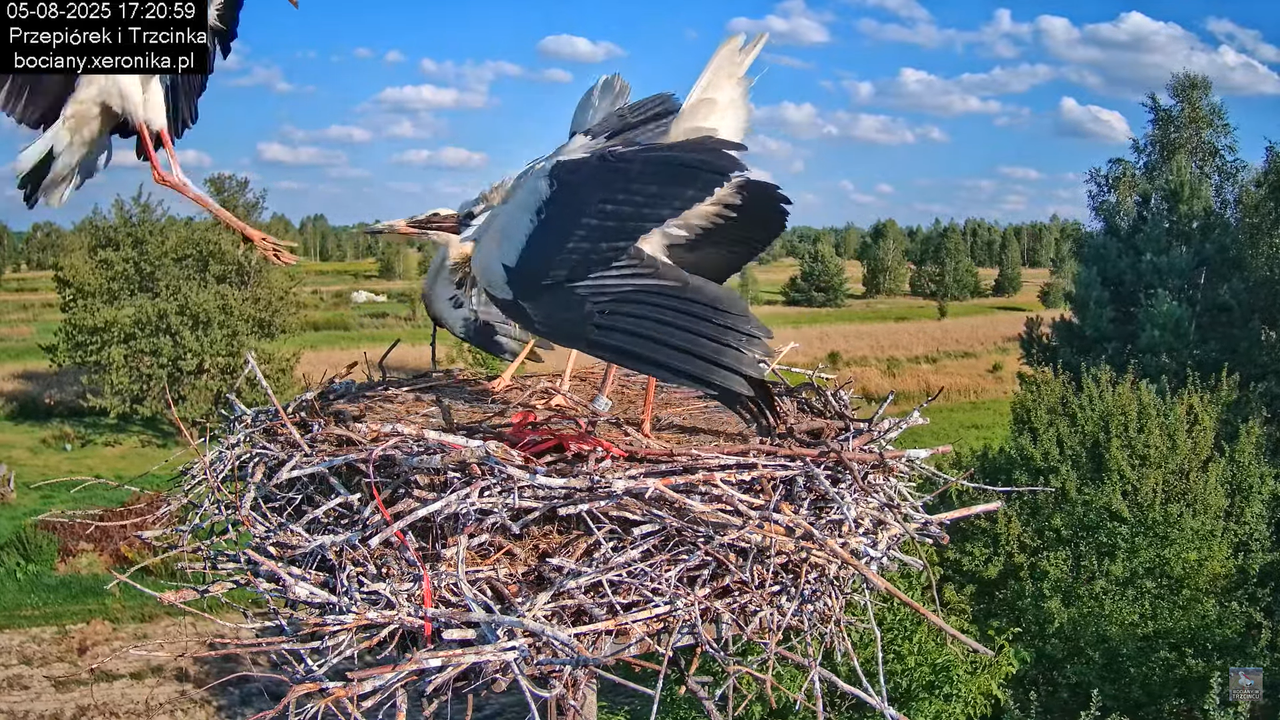 05082025bociany22