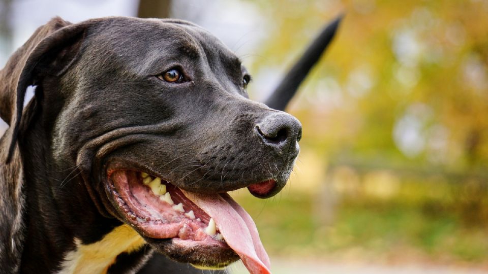 FOTO: Perro se roba el corazón de miles al rescatar a su dueño de una incomoda situación