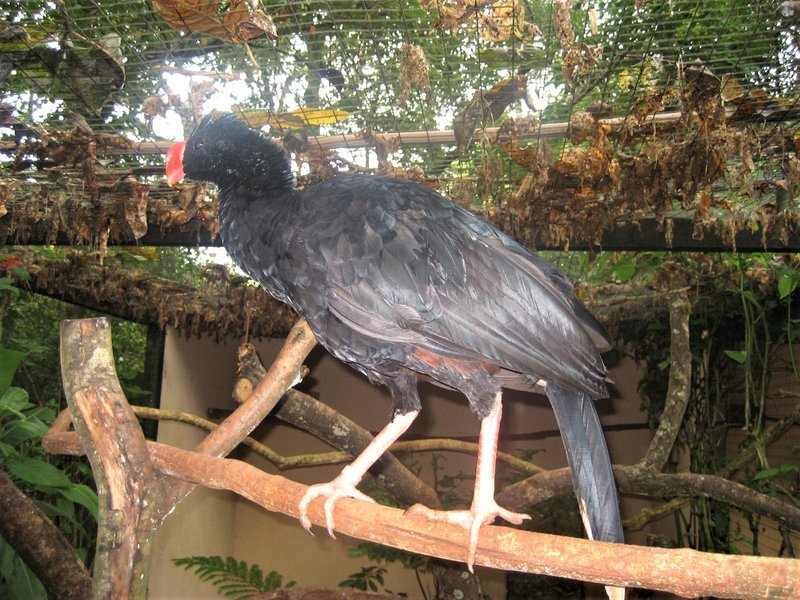 Parque de las Aves-25-2-2010 - Brasil y sus pueblos-2010 (24)