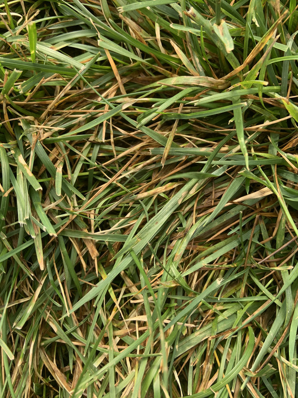 Blades turning brown in KBG/fescue Lawn Care Forum