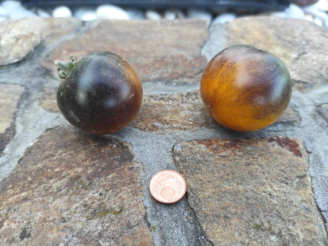 544918172_24470124152606620_1018036659195397842_n