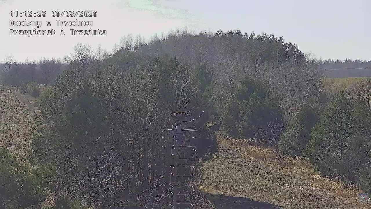 06032026 Prace przy gnieździe 3