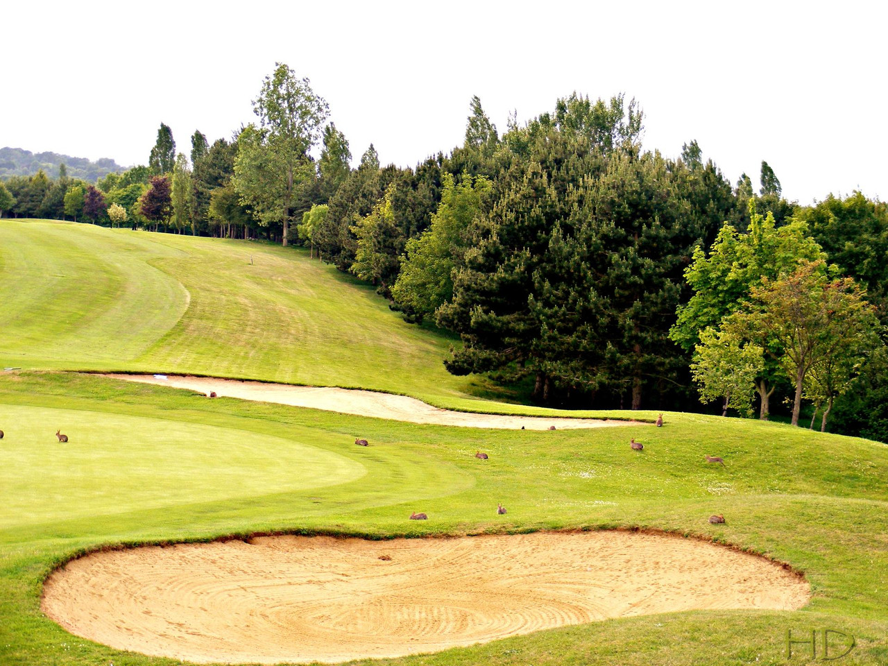 Golf-course-rabbits-HD.jpg
