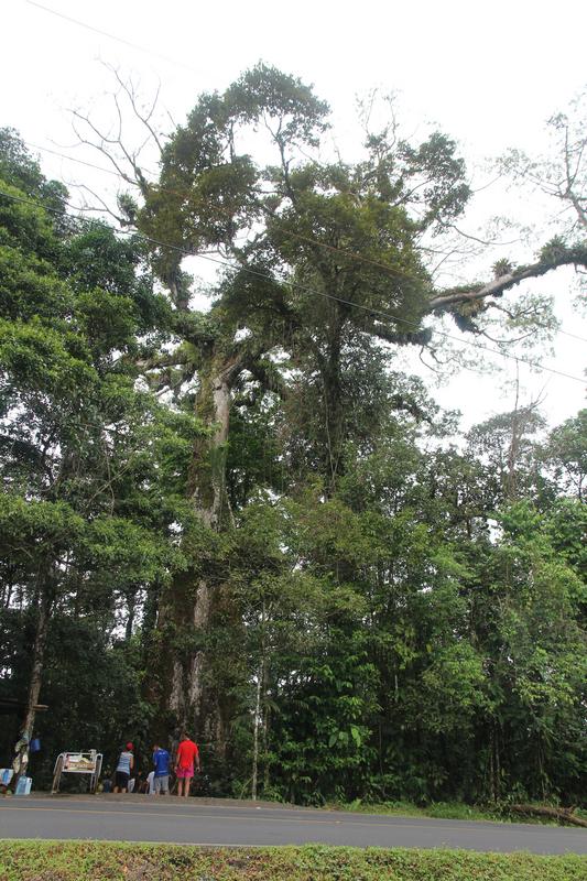 DIA 10: RIO CELESTE - DE TORTUGAS Y PEREZOSOS. COSTA RICA 2019 (45)