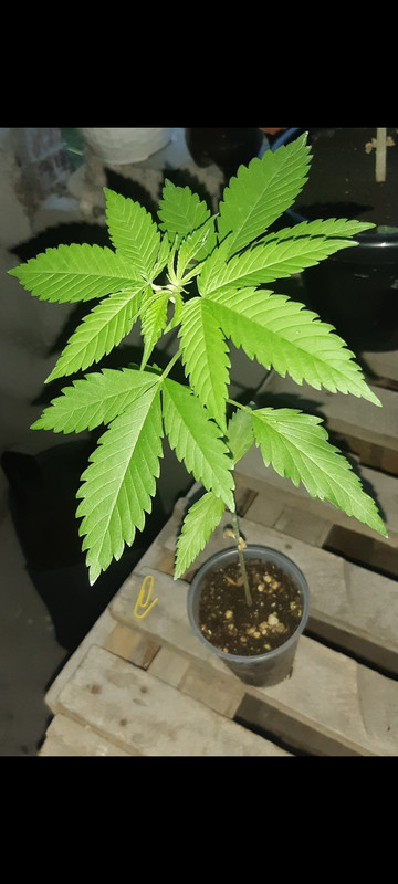 Screenshot_2023-07-31-22-13-01-219_com.google.android.apps.photos