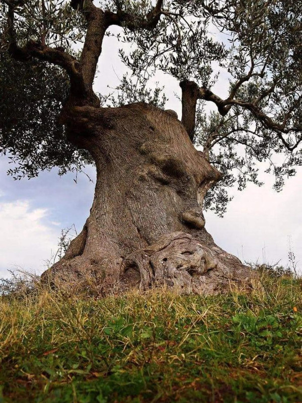 the-thinking-tree-is-an-ancient-olive-tree-in-italy-it-is-v0-e3wikleb1lch1.jpg