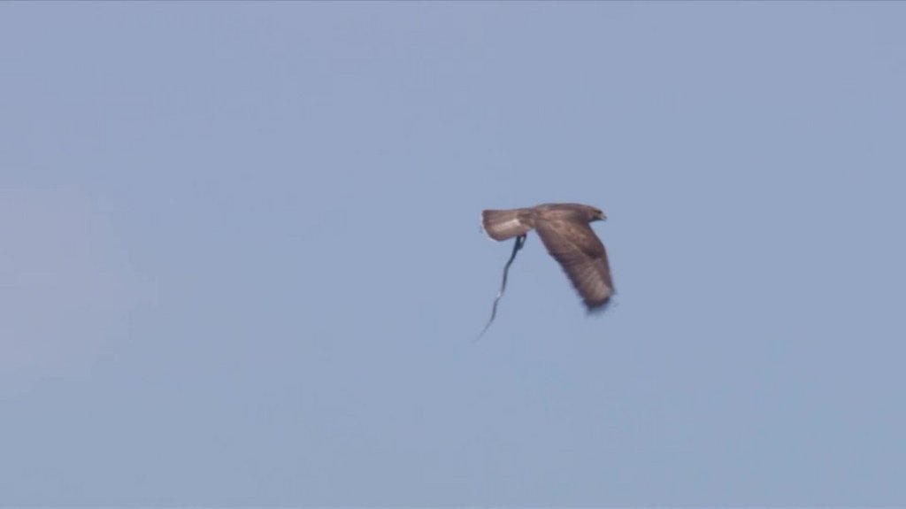 [Image: pqgep2ol74d5.jpg]