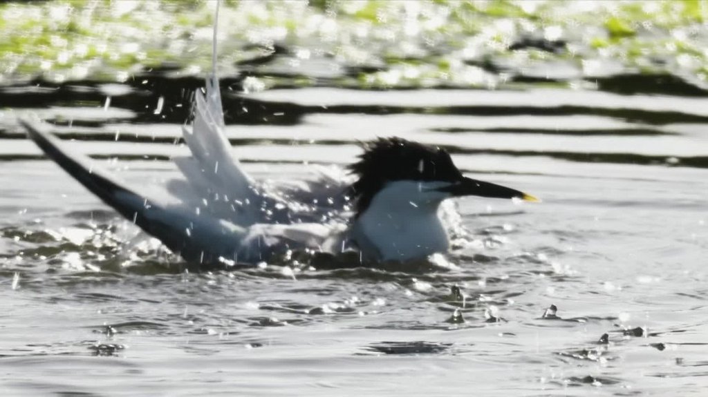 [Image: fdmann026n5w.jpg]