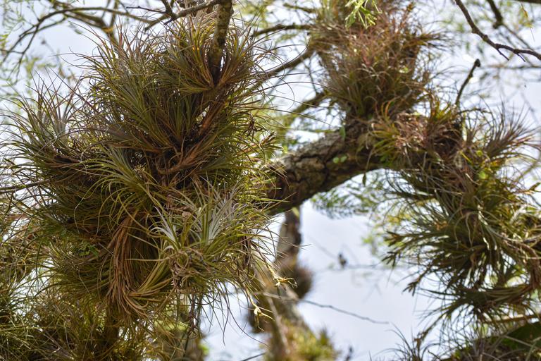 В джазе только девушки или аргентинско-бразильский калейдоскоп В джазе только девушки или аргентинско-бразильский калейдоскоп