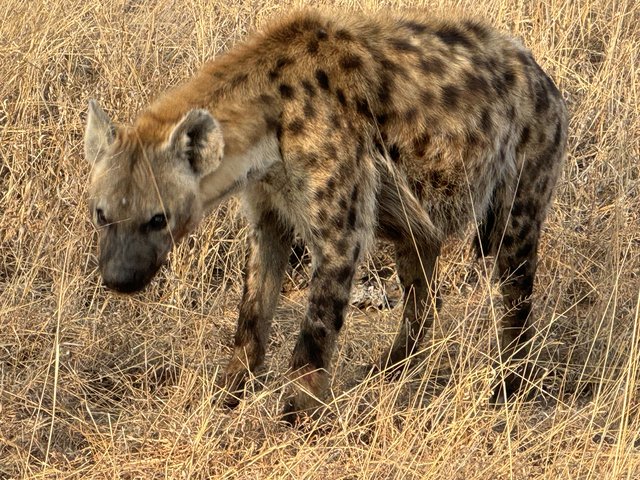 [Linked Image from i.postimg.cc]