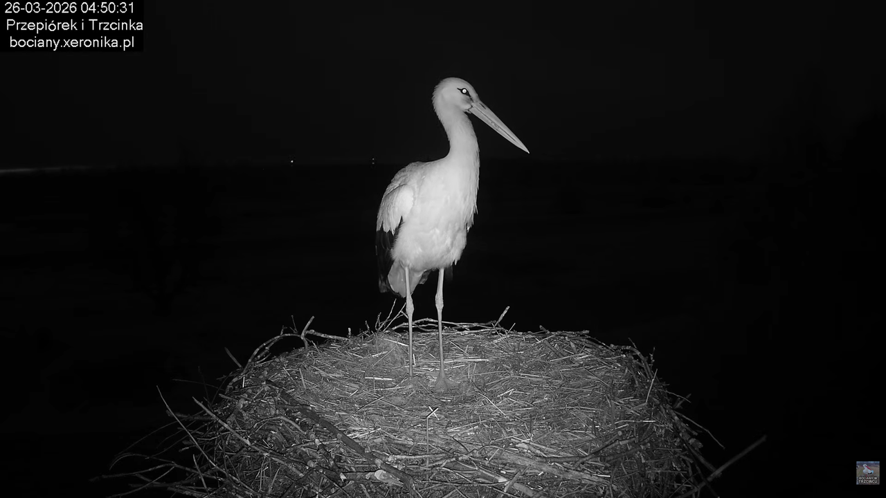 26032026bociany 1