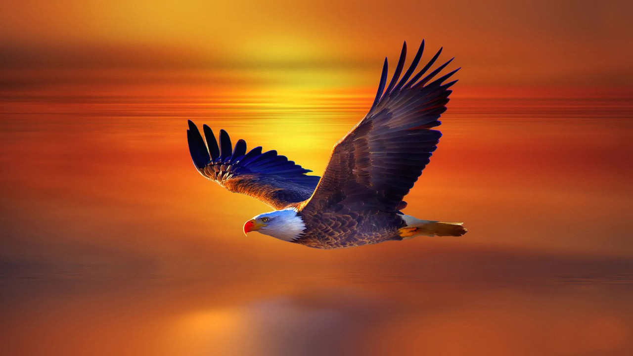 high_resolution_flying_eagle_4k_8k_hd