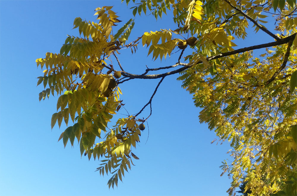 [Image: y20181004_110422.jpg]