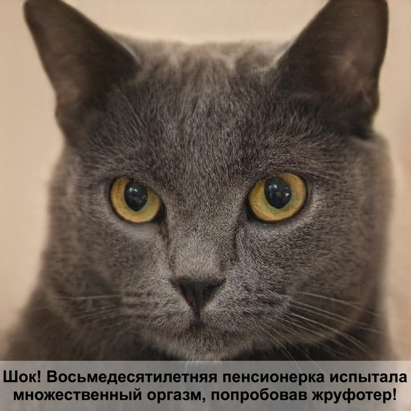 черепаховый окрас черный кошки