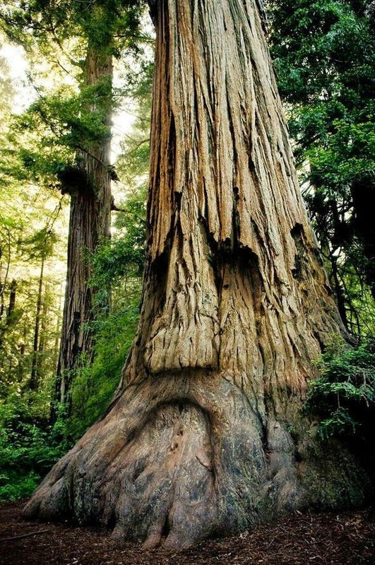 facegreytree.jpg